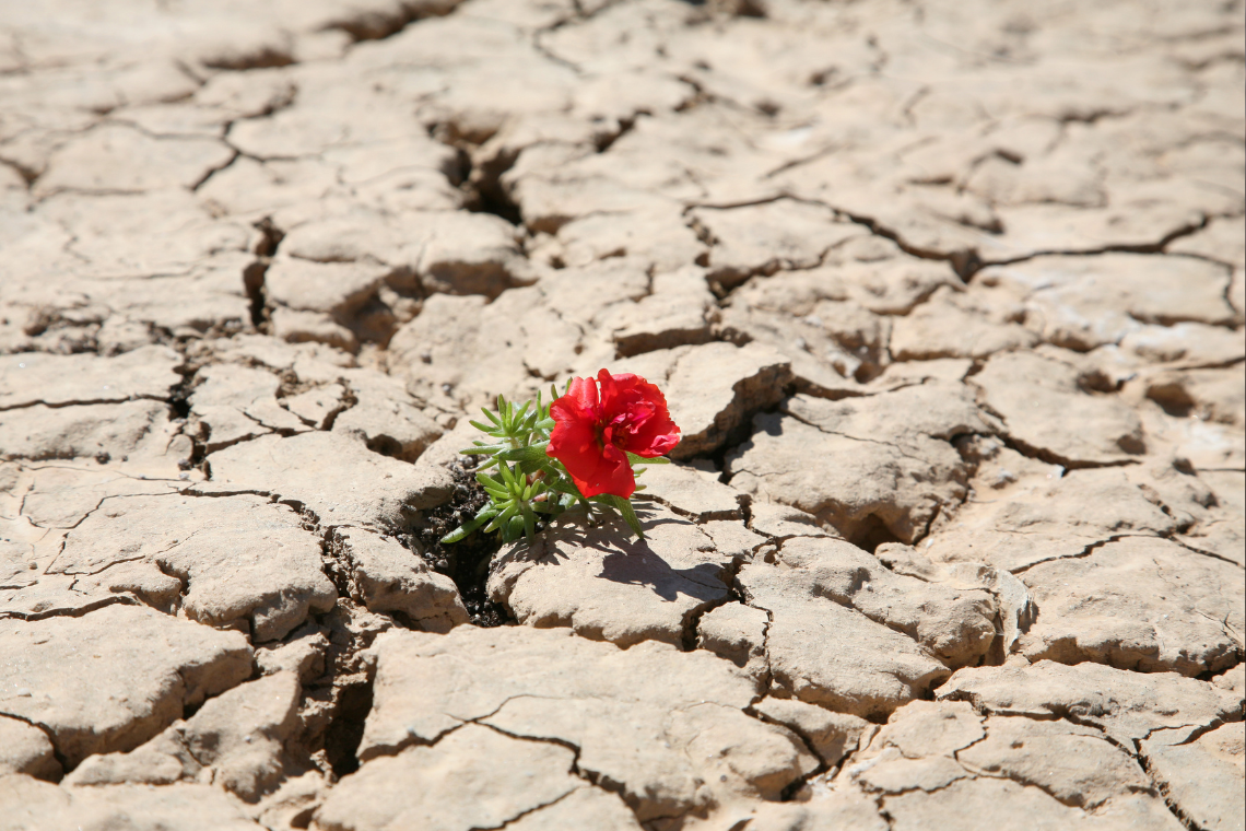 Christian assertiveness – how to be assertive in accordance with professed values